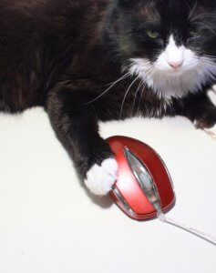 Mouse and cat